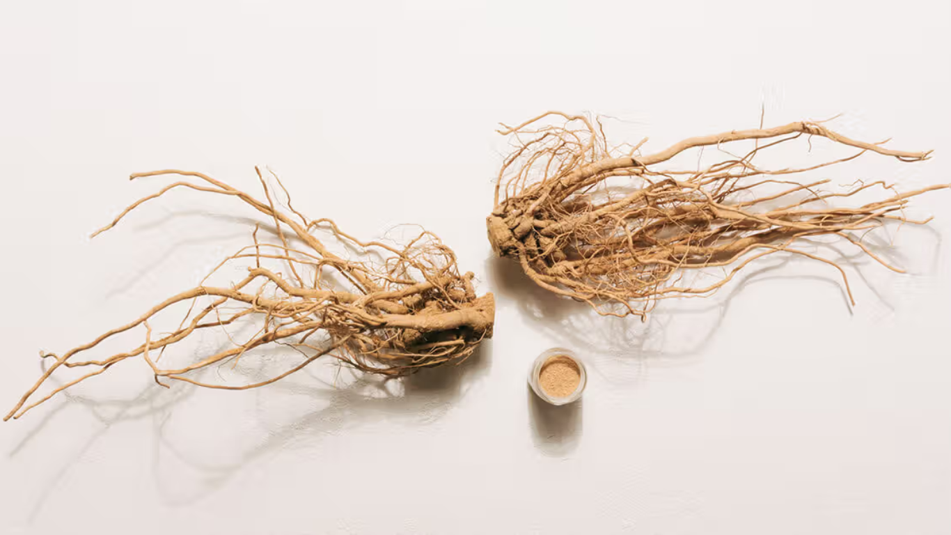 Manufacturer, Exporter, Importer, Supplier, Wholesaler, Retailer, Trader of Aswagandha root (Withania) in Mandsaur, Madhya Pradesh, India