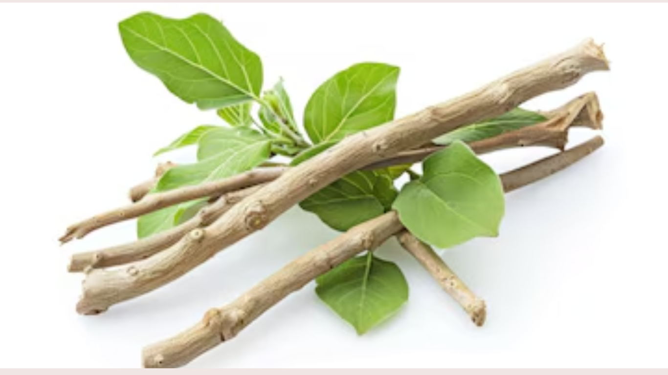 Manufacturer, Exporter, Importer, Supplier, Wholesaler, Retailer, Trader of Aswagandha stem (Withania) in Mandsaur, Madhya Pradesh, India