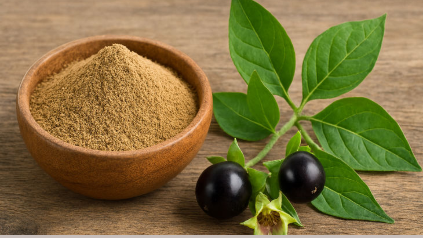 Manufacturer, Exporter, Importer, Supplier, Wholesaler, Retailer, Trader of Belladona Extract in Mandsaur, Madhya Pradesh, India