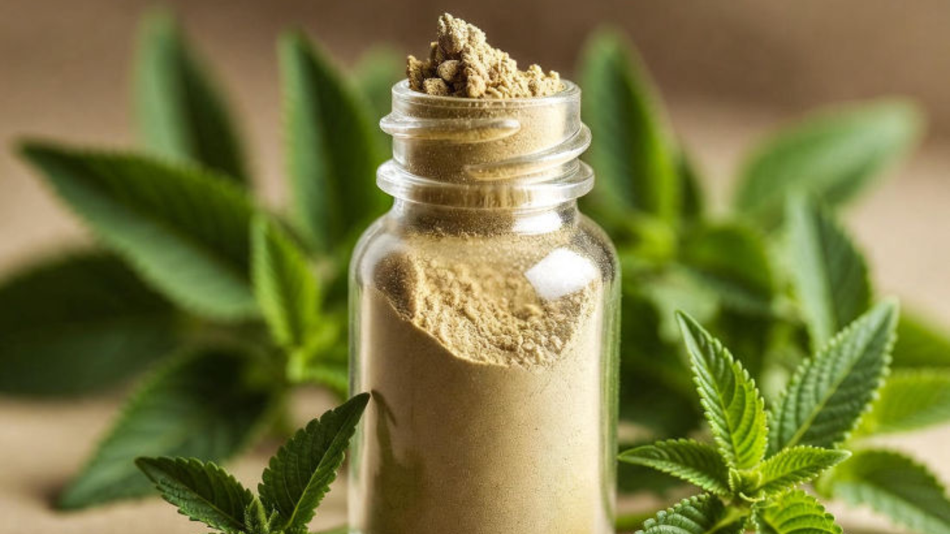 Manufacturer, Exporter, Importer, Supplier, Wholesaler, Retailer, Trader of Brahmi Extract in Mandsaur, Madhya Pradesh, India