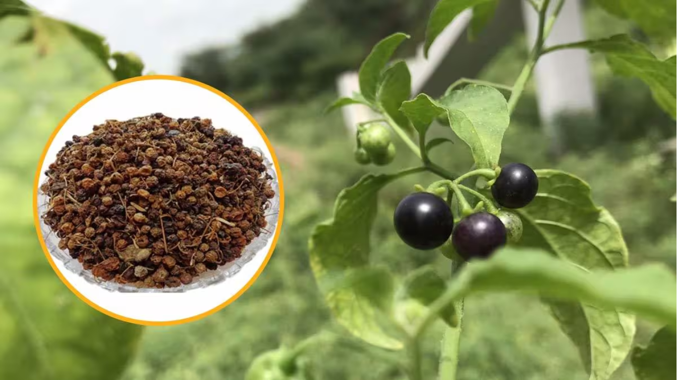 Manufacturer, Exporter, Importer, Supplier, Wholesaler, Retailer, Trader of MAKOI in Mandsaur, Madhya Pradesh, India