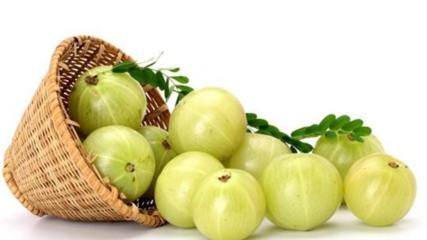 Manufacturer, Exporter, Importer, Supplier, Wholesaler, Retailer, Trader of Phyllanthus emblica (Amla fruit) in Mandsaur, Madhya Pradesh, India