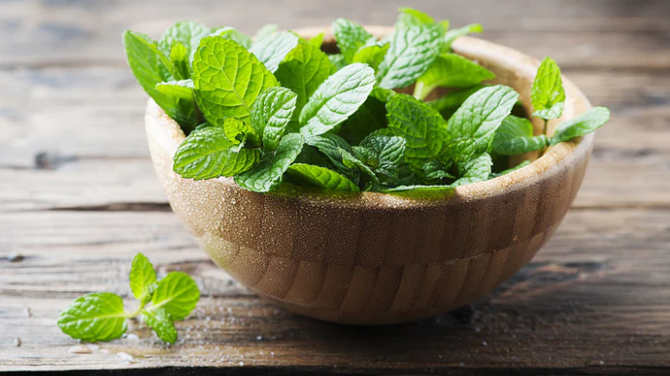 Manufacturer, Exporter, Importer, Supplier, Wholesaler, Retailer, Trader of PUDINA in Mandsaur, Madhya Pradesh, India