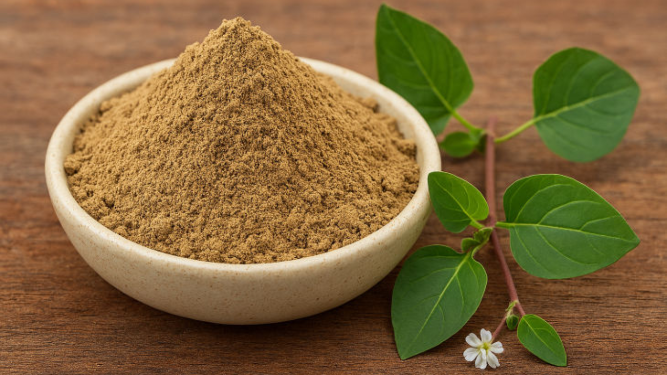 Manufacturer, Exporter, Importer, Supplier, Wholesaler, Retailer, Trader of Punarnava Extract in Mandsaur, Madhya Pradesh, India