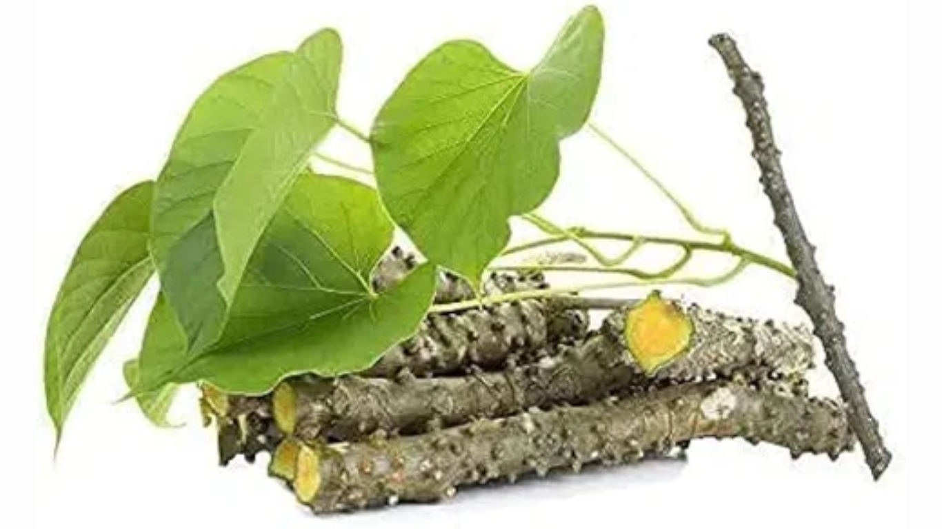 Manufacturer, Exporter, Importer, Supplier, Wholesaler, Retailer, Trader of Tinospora cordifolia (Geloy) in Mandsaur, Madhya Pradesh, India