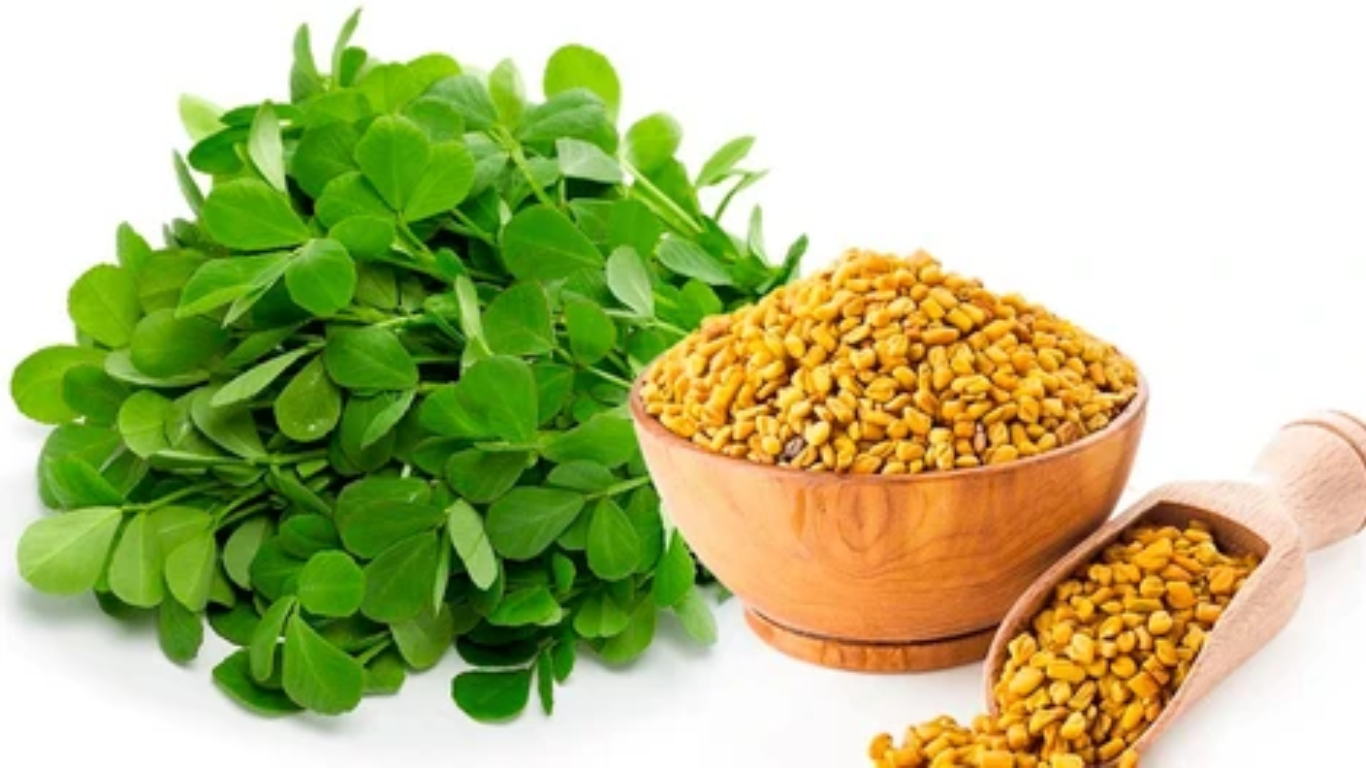 Manufacturer, Exporter, Importer, Supplier, Wholesaler, Retailer, Trader of Trigonella foenum graecum (Methi) in Mandsaur, Madhya Pradesh, India